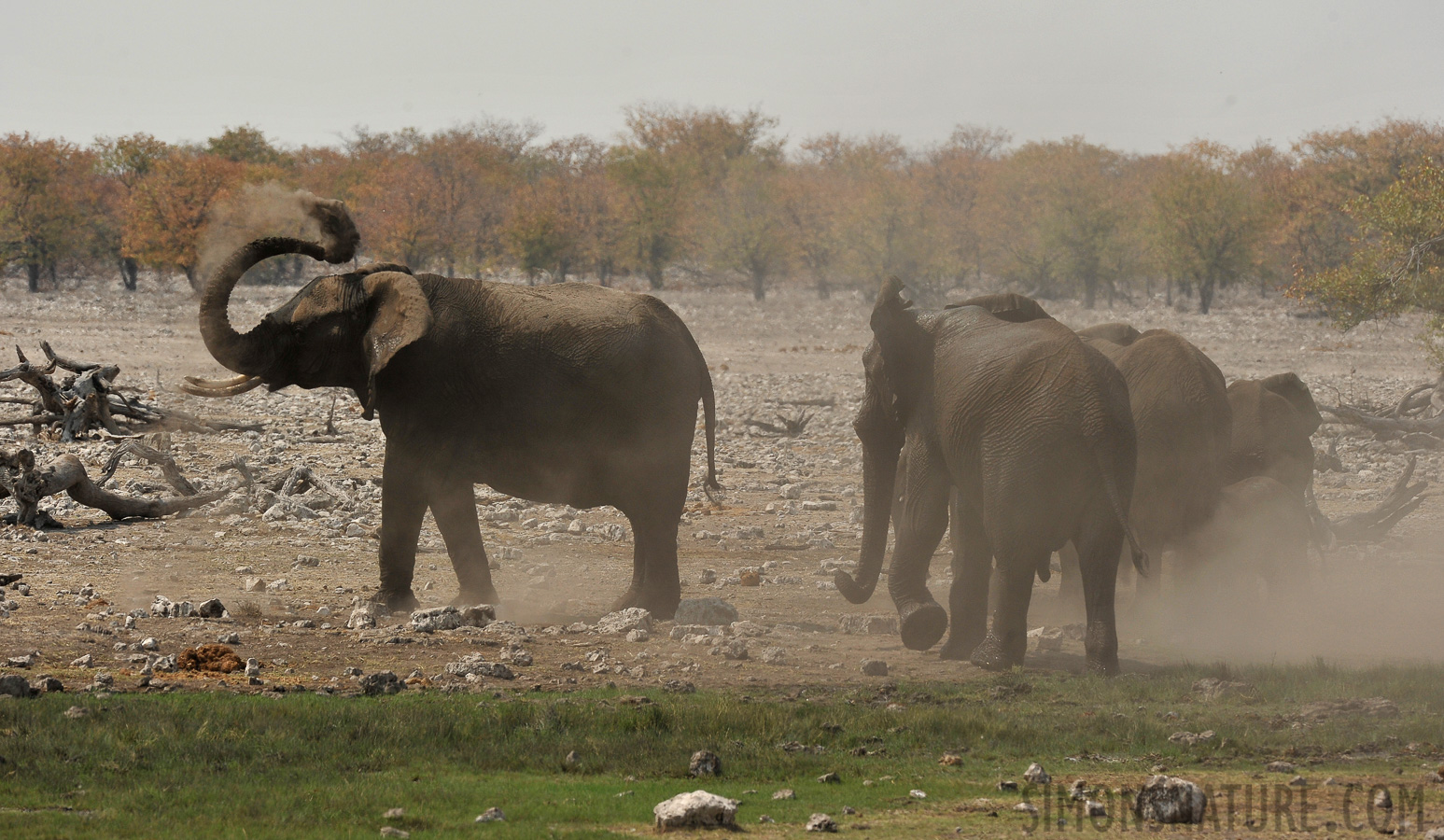 Loxodonta africana [400 mm, 1/1250 sec at f / 10, ISO 400]